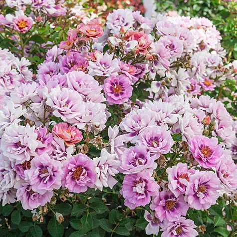 'Easy on the Eyes' Rose - 2 Gallon Potted Shrub